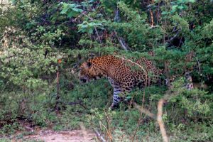 Leopard in the Yala National Park Sri Lanka