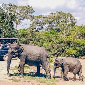 Sri Lanka backpackers culture places to see safari