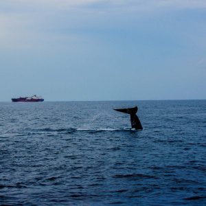 Wale watching Mirissa beach