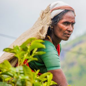 Tea plantagen in Sri Lanka Travel Guide
