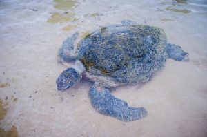 huge turtle in Sri Lanka Travel Guide