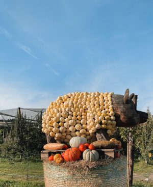 pumpkin patch, Kürbis Farm