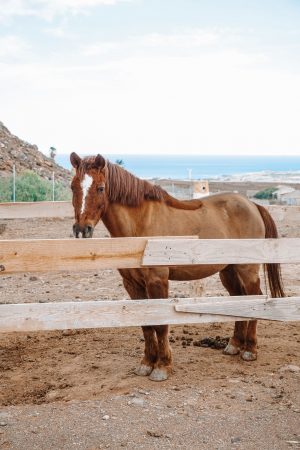 Horseback Riding in Gran Canaria1