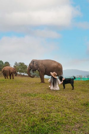 Elephant Orphanage Chiang Mai