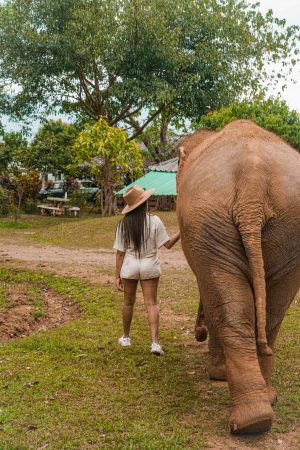 Elephant Experience Thailand Chiang Mai