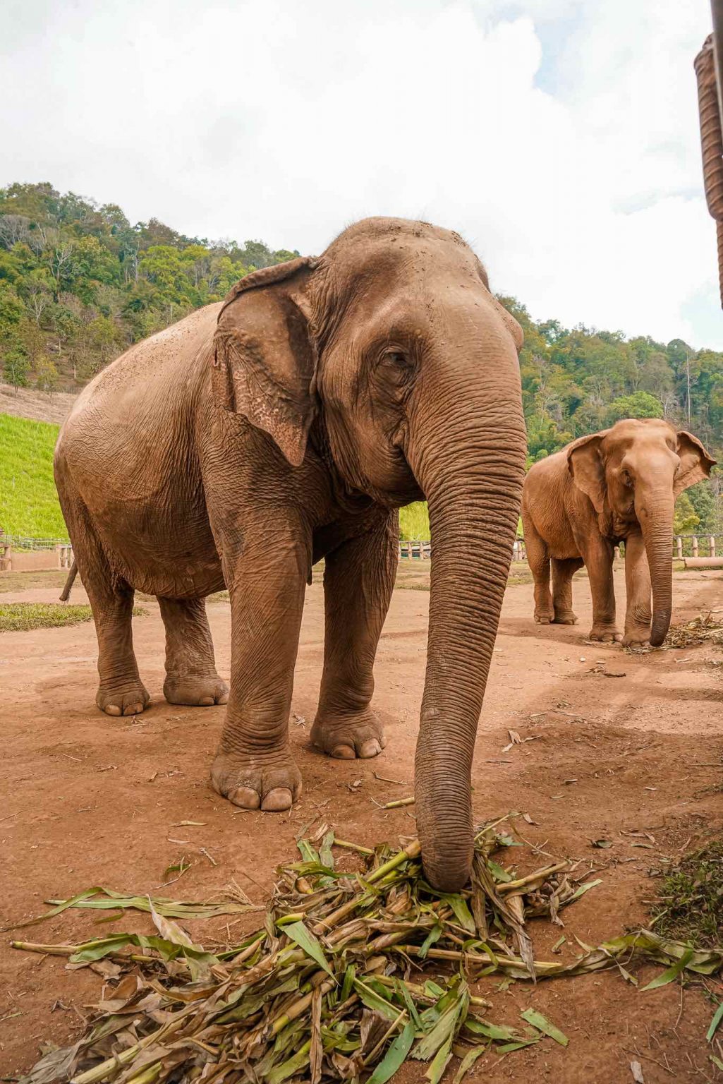 An Experience with Elephant Nature Park Meet Miri