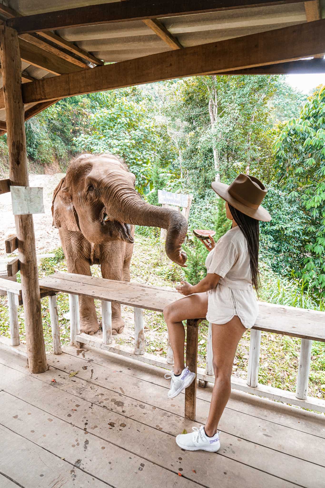 Experience with Elephant Nature Park Chiang Mai Thailand 