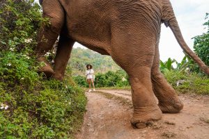 Blogger Photos with Elephant Thailand