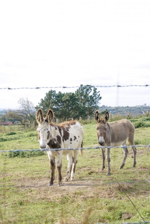 Country Life, Country Fall Mood, Country Photo Inspiration