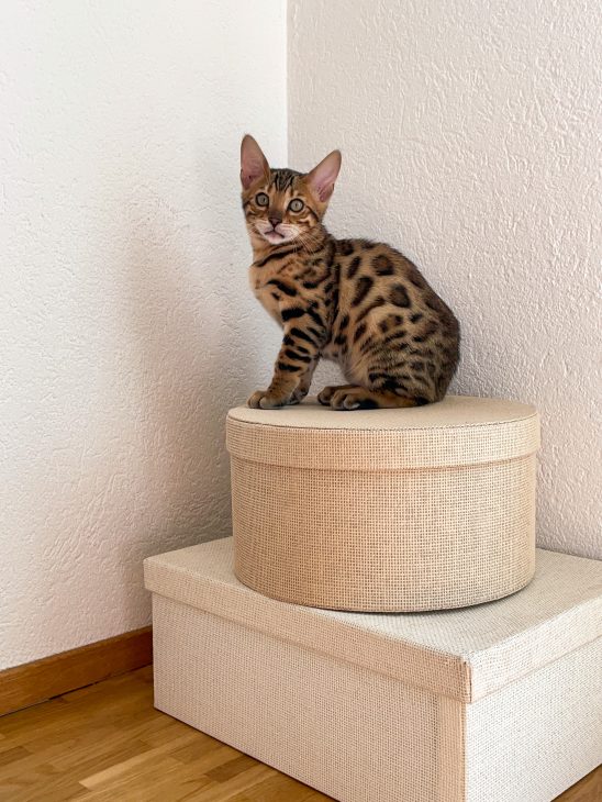 Life with bengal cats tora and olive meetmiri, bengal cat baby