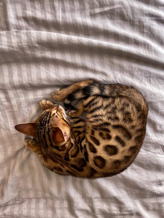 Life with bengal cats tora and olive meetmiri, bengal cat baby