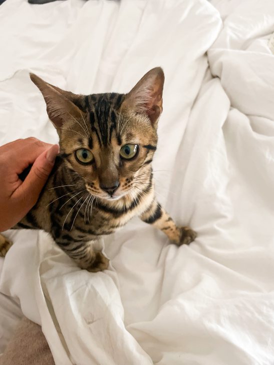 Life with bengal cats tora and olive meetmiri, bengal cat baby