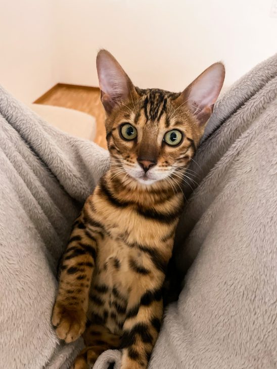 Life with bengal cats tora and olive meetmiri, bengal cat baby
