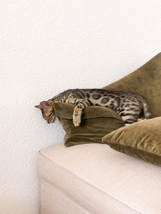 Life with bengal cats tora and olive meetmiri, bengal cat baby