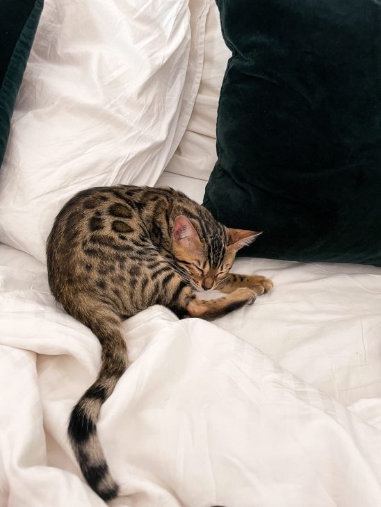Life with bengal cats tora and olive meetmiri, bengal cat baby