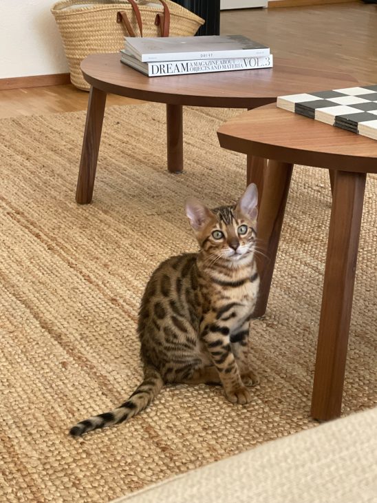 Life with bengal cats tora and olive meetmiri, bengal cat baby