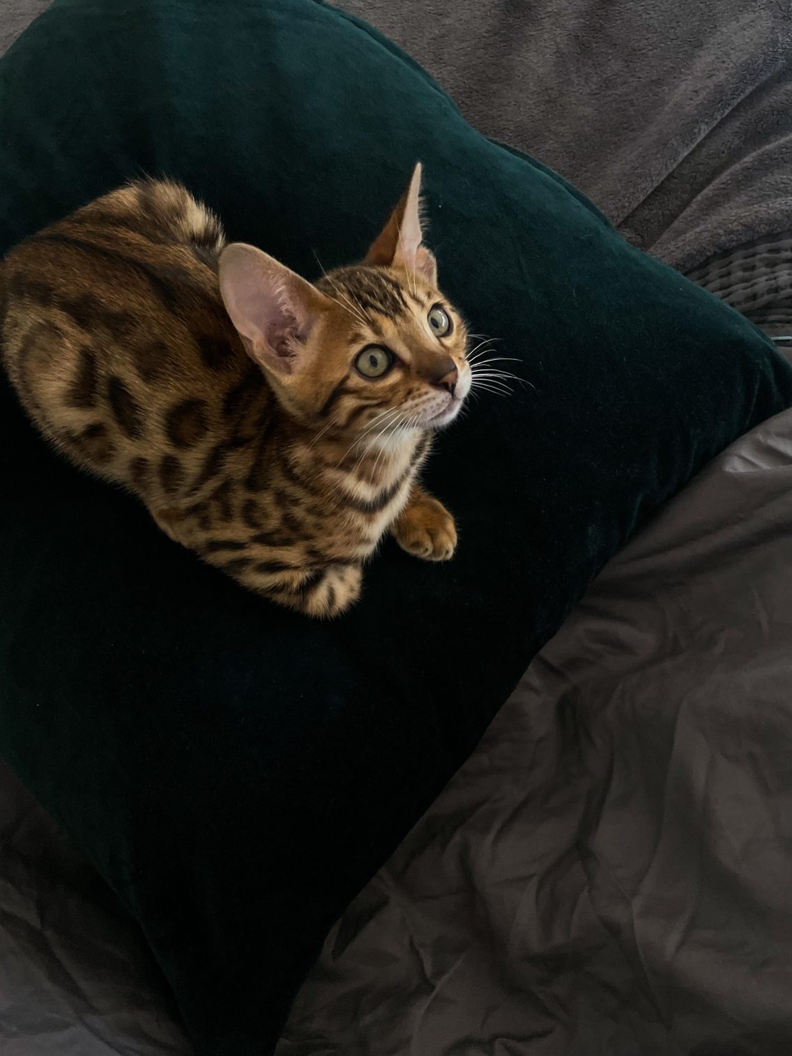 Life with Bengal Cats: The Beautiful Chaos of Tora and Olive