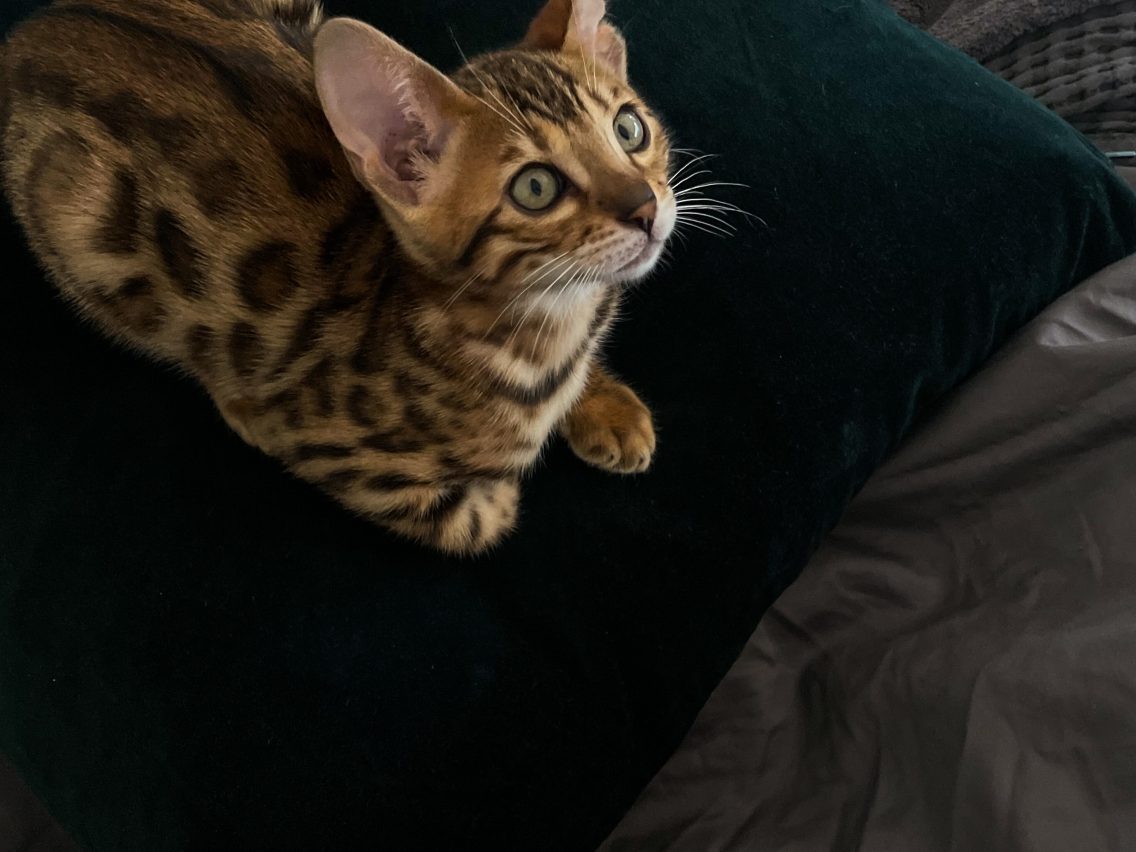 Life with Bengal Cats: The Beautiful Chaos of Tora and Olive