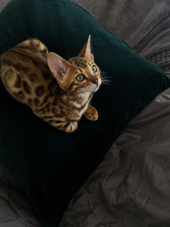 Life with bengal cats tora and olive meetmiri, bengal cat baby