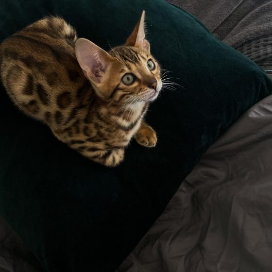 Life with Bengal Cats: The Beautiful Chaos of Tora and Olive