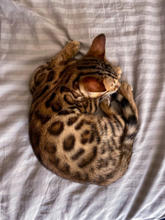 Life with bengal cats tora and olive meetmiri, bengal cat baby